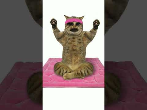 Yoga cat#funny#vairal#youtubeshorts