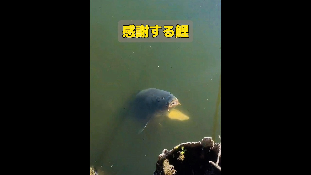 魚が遊んでいるという、このような珍しい光景は本当に稀だ。 #animals #共鳴 #動物 #特有種