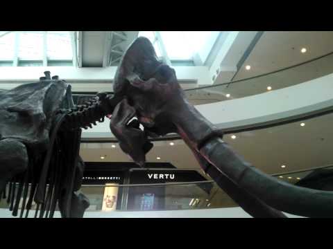 Mammoth of the Ice Age Exhibition