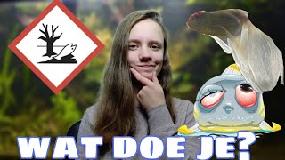 Wanneer het FOUT gaat... VERGIFTIGING, OVERBEVOLKING, ZIEKTES //Nickey//
