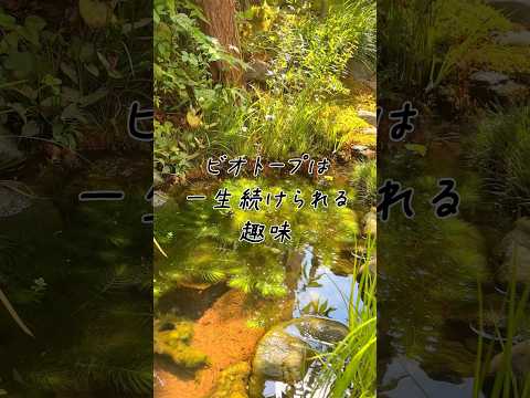 bassin de jardin artisanal-conseils-astuces-plantes-fleurs