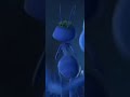 Princess Atta S Big Beautiful Thick Abdomen Butt