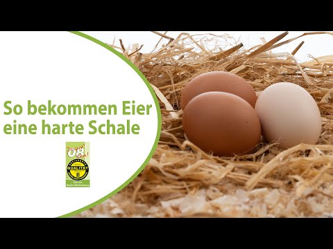 Wie wird die Eierschale richtig hart? Mit dem passenden Kalk im Hühnerfutter.