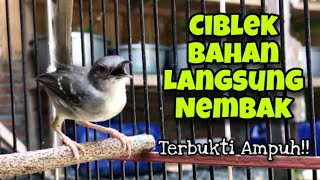 Download lagu Pancingan Ciblek Cepat Nyaut dan Mempercepat Ciblek Bahan Agar Gacor dan Bunyi Ngebren Panjang mp3