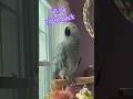 I’ll be right back.Symon the African Grey Parrot #symontheafricangreyparrot #talkingparrot #cag