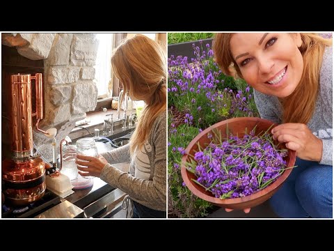 , title : 'How to Make Essential Oils from the Garden | Harvesting & Distilling Lavender'