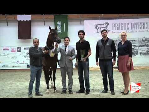 N 46 EKS AMIR   Prague Intercup 2015   Junior Males Championship Class 14