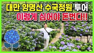 대만 양명산 수국정원 투어 & 이렇게 심어야 돈번다!