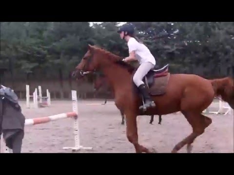 Cours de saut du samedi des galops 6 et 7, dérobades,chutes