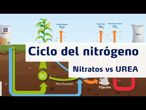 , title : 'Ciclo del Nitrógeno - Nitratos vs Urea'