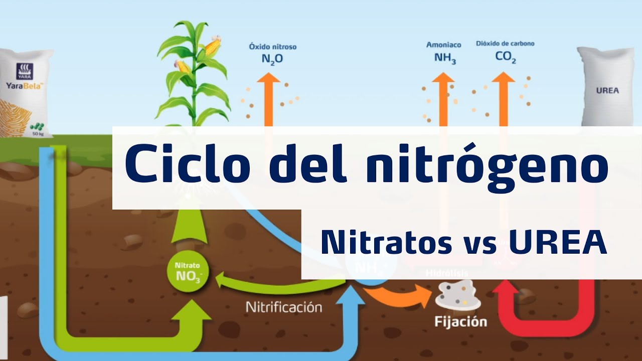 Watch Ciclo del Nitrógeno - Nitratos vs Urea Now Ciclo del Nitrógeno - Nitratos vs Urea
