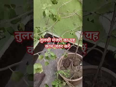 #tulsi Manjari #garden #nature #flowers #plants #gardening #tulsi #organic #unique #shardha