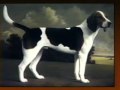 Foxhound Americano - American Foxhound