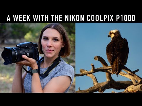External Review Video mMtUBnjMNDU for Nikon Coolpix P1000 1/2.3" Compact Camera (2018)