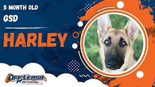 Download Lagu Harley | 5 Month Old GSD | Off Leash German Shepherd Training, Georgia Thumbnail