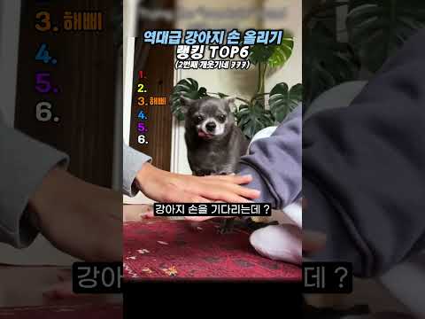 역대급 강아지 손 올리기 랭킹 TOP6 #랭킹#유머#웃긴영상