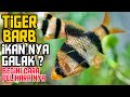 Ikan Hias Yang Bisa Di Campur Dengan Harimau Sumatera