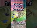 very Easy parakeet Fever treatment 😍😍 #birds #budgerigar #technical lightning