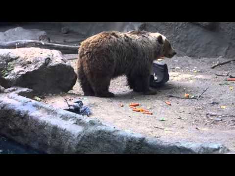 Un ours brun sauve un corbeau de la noyade dans le zoo de Budapest