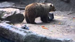 Un ours brun sauve un corbeau de la noyade dans le zoo de Budapest