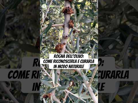 Guarda il video