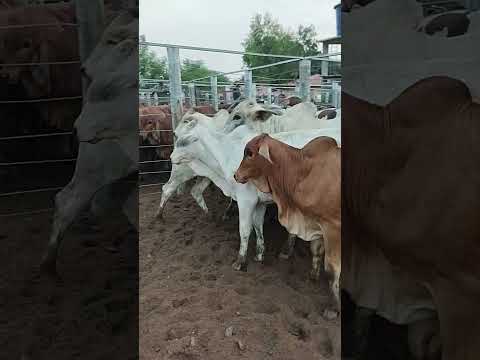 FEIRA DO GADO EM CIPÓ BA