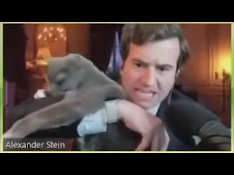 Comedian Alex Stein TROLLS City Council with Adorable Cat