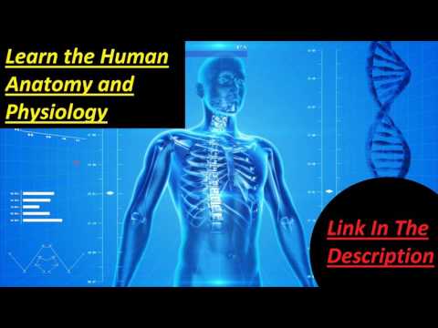 atlas of human anatomy online