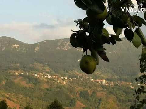 Zeynep Lömanova - Armut dalda sallanır