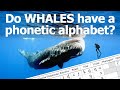 Do Sperm Whales Have A Phonetic Alphabet