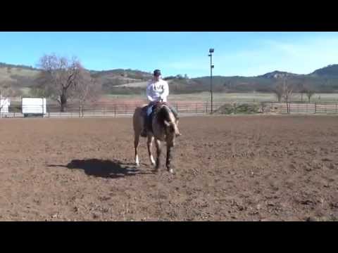 Honey JacSpin For Sale