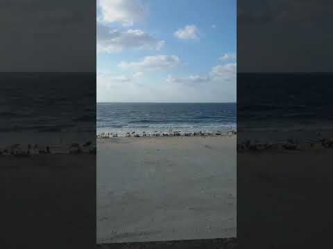 عرض العيلة