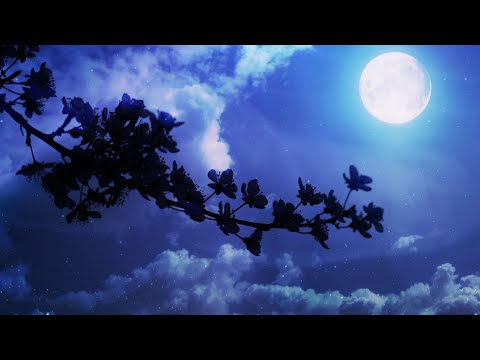 Sonido de GRILLOS Para Dormir 10 Horas [Sonidos Nocturnos de la Naturaleza]