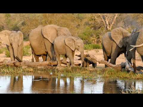 great safari elephants with a tiny calf - very close