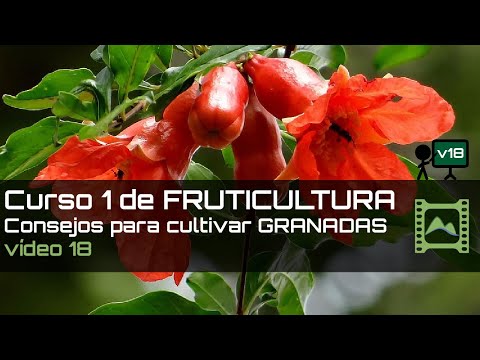 , title : 'Consejos para cultivar GRANADAS Curso básico de FRUTICULTURA 2020: Capítulo 18 | LdN'