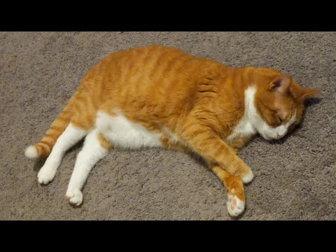 UMVC3 Full Bracket VOD - Shadow World 7