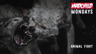 Madchild-Animal Fight
