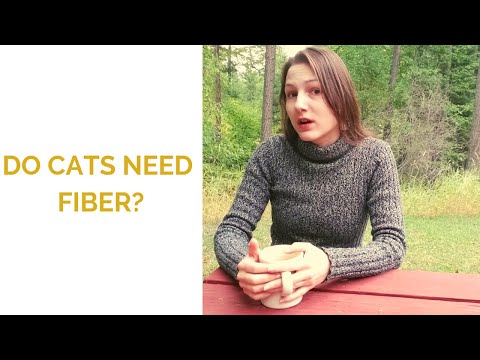 Importance of INdigestibility in Cat Food - Raw Cat Food and Constipation