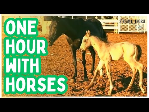 1 Hour of Horses Around the World 🌎🐴 60 Minutes of Nature for Stillness