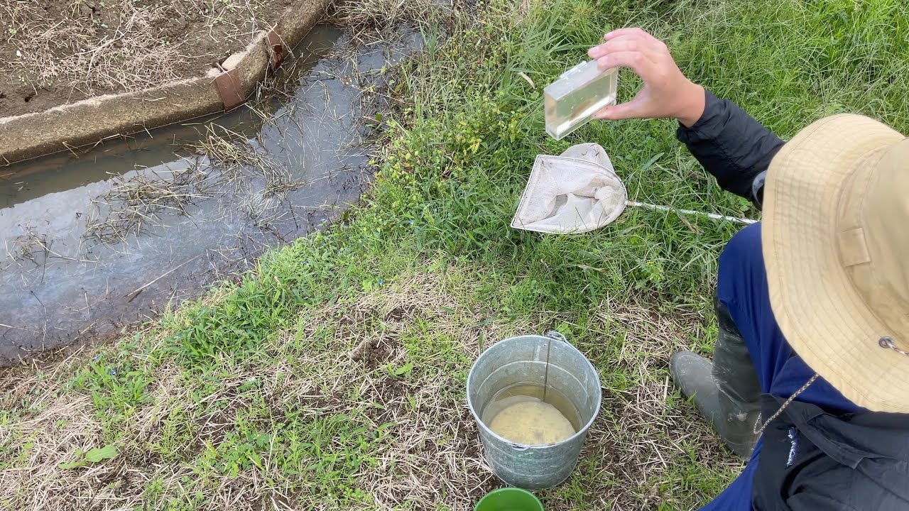 ウワサの魚 チョウセンブナを探す