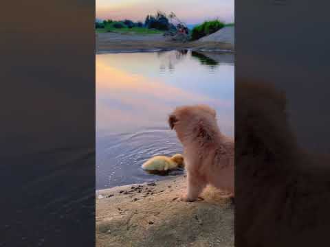 Jun Jun World funny video #tiktok #dog #ytshorts #trending #funnyanimals