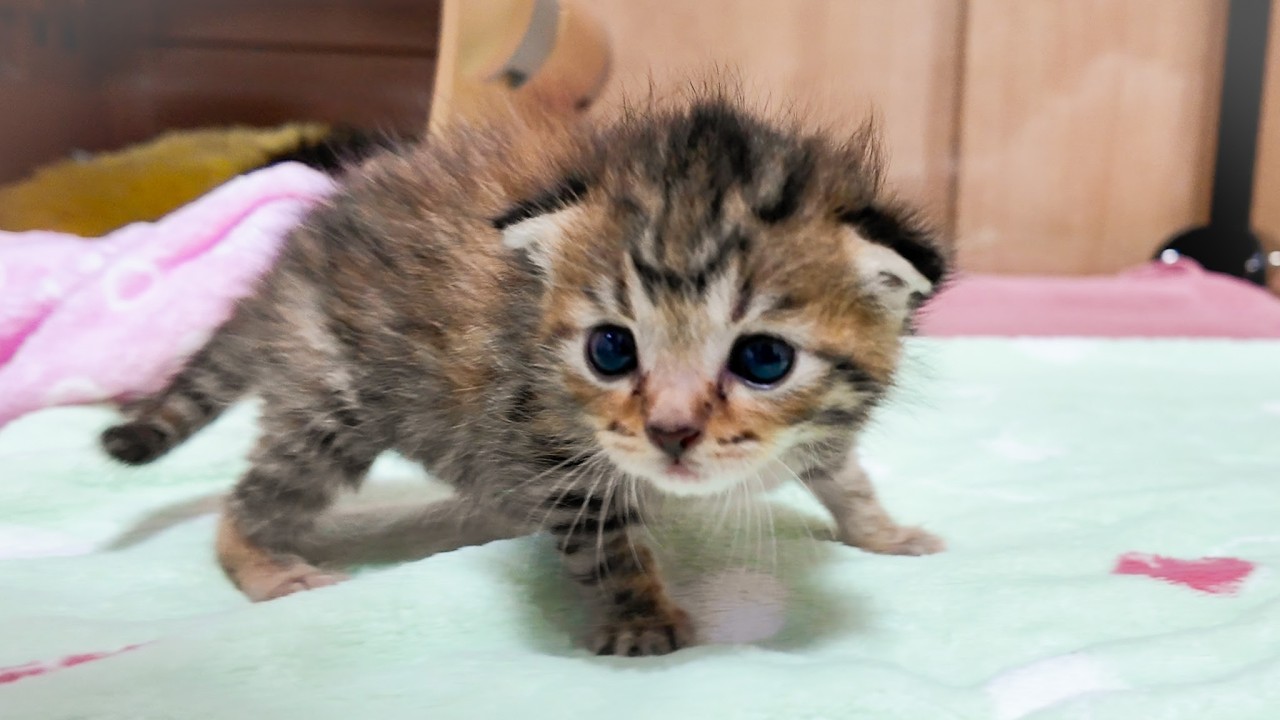 19-Day-Old Kittens Move to a Bigger Space for the First Time! 🐱