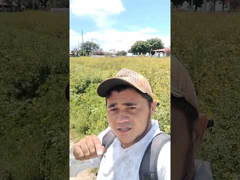 Açude velho Sagrando Fazenda Açude grande Tamboril Ceará do Dr Pedro Timbó data 7 de abril 2024