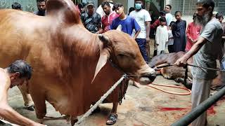 BIGGEST DESHAL GROUNDING BY EXPERIENCED BUTCHER l 