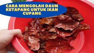 Download lagu Cara mengolah daun ketapang untuk ikan cupang agar pekat mp3