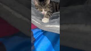 Lazy Willow #rescuecats #brunomars