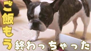 クリスマスなので特別なご飯あげてみた♪✨