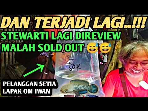 LAGI LAGI..‼️ LAGI DIREVIEW IKANNYA SOLD OUT || UPDATE HARGA CHANNA DIPASAR IKAN HIAS JATINEGARA..!!