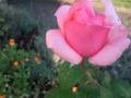 Waltz Flowers - Chuck Brown.wmv