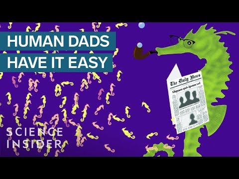 動物界のイクメンたちを知る（The Most Impressive Dads In The Animal Kingdom）